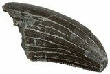 Serrated Megalosaurid (Marshosaurus) Tooth - Colorado #261677-1